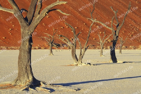 Kameldornb?ume (Acacia erioloba), auch Kameldorn oder Kameldornakazie im letzten Abendlicht,  Namib Naukluft Nationalpark, Deadvlei, Dead Vlei, Sossusvlei, Namibia, Afrika