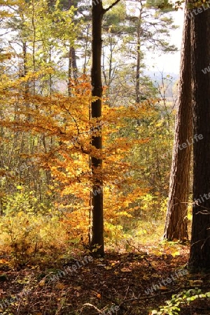 Herbststimmung im Wald
