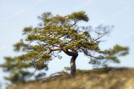 Baum mit Strahlungskraft im Wirbel