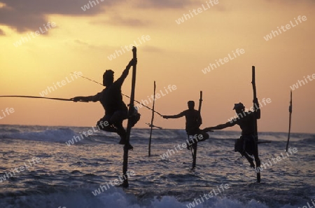 Fischer fischen auf traditionelle art bei Weligama im sueden der Insel Sri Lanka im Indischen Ozean.