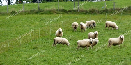 Schafe auf der Weide 1