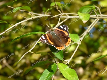 Schmetterling auf einem Zweig 1