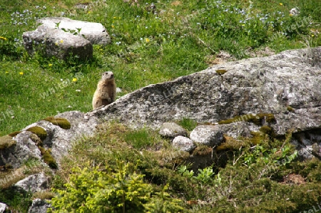 Alpenmurmeltier, Murmeltier, Marmota marmota