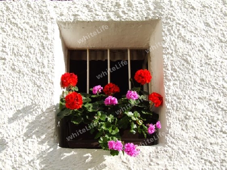 Kellerfenster mit Blumen