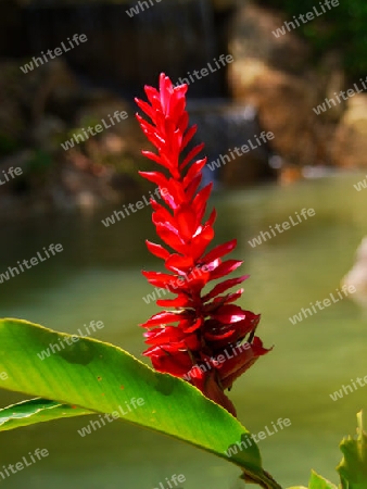 Tropische Blume am Teich