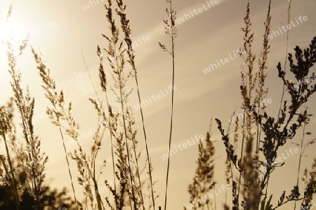 Blades of grass in the twilight in backlight - Grashalme in der D?mmerung bei Gegenlicht