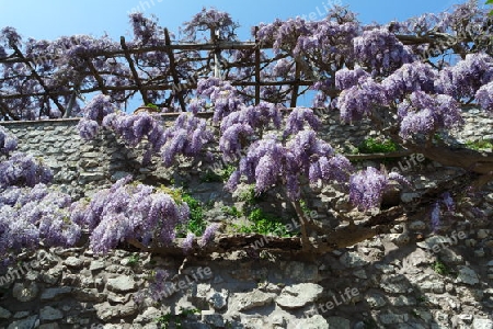 Blauregen an einer Steinmauer, Capri