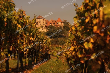 The wine Hills of  the village of Rorschwihr   in the province of Alsace in France in Europe