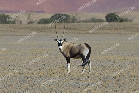 Spiessbock, Oryx Antilope (Oryx gazella) im Namib Naukluft Nationalpark, Sossusvlei, Namibia, Afrika