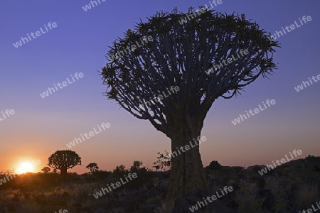 Koecherbaum oder Quivertree (Afrikaans: Kokerboom,  Aloe dichotoma) bei Sonnenuntergang , Keetmanshoop, Namibia, Afrika