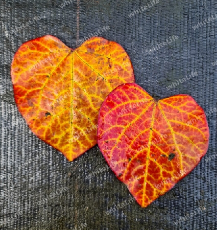 Selective focus of an autumn leaf in heart shape - romantic background with love and compassion
