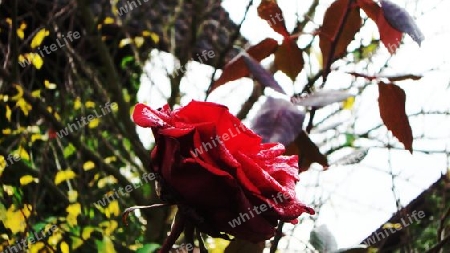 Rose"3