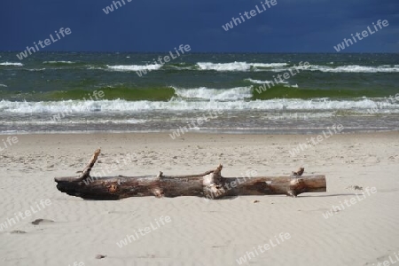 Treibholz am Strand