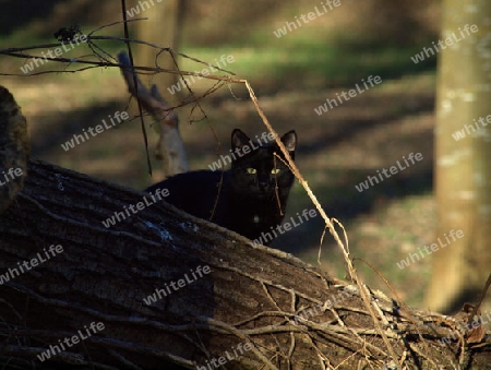 schwarze Katze hat jemand im visier