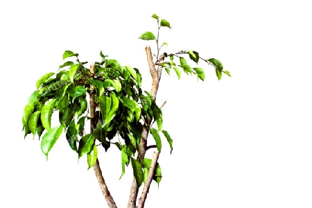 Ficus benjamina weiss