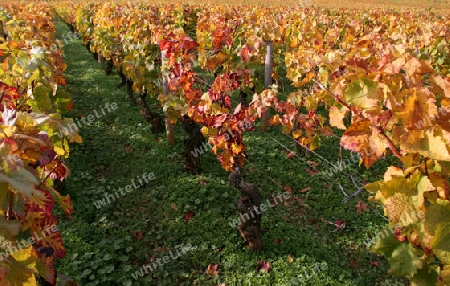 Weinreben in der Herbstsonne