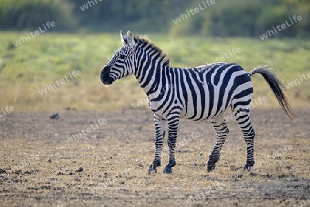Zebra (Equus quagga), Jungtier,  Masai Mara, Kenia, Afrika
