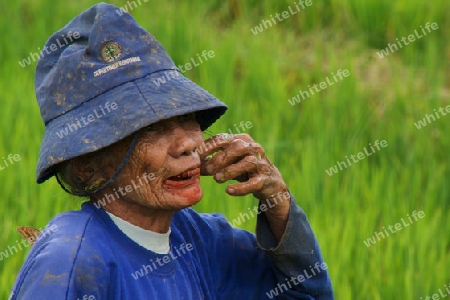 Farmer in Rantepau Sulawesi
