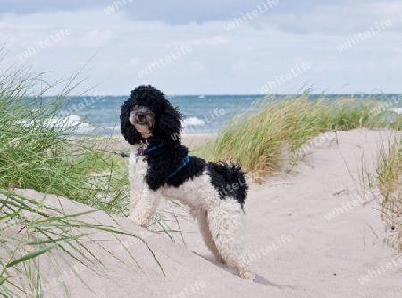 kleiner Hund am Strand der Ostsee