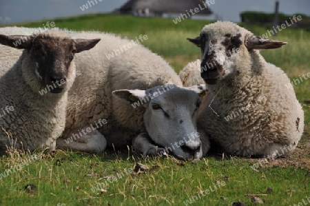 entspannte Schafe am Deich