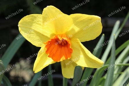 Narzisse, Daffodil