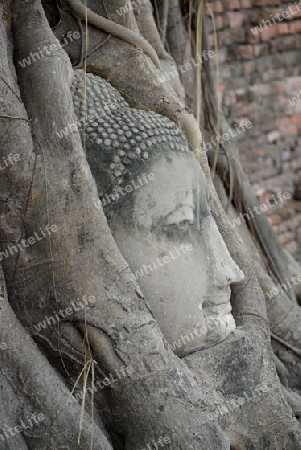 A Head of the Buddha at the Wat Mahathat Temple in City of Ayutthaya in the north of Bangkok in Thailand, Southeastasia.