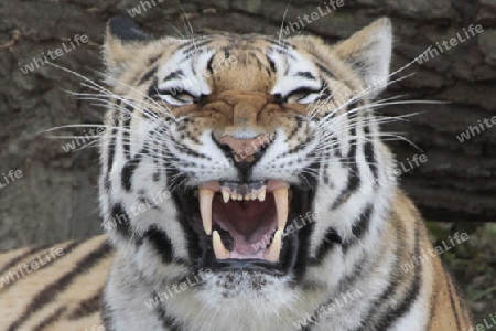 Tiger 011