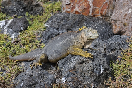 Drusenkopf (Conolophus subcristatus),Galapagos Landleguan , Unterart der Insel Plaza Sur, Galapagos, Unesco Welterbe,  Ecuador, Suedamerika