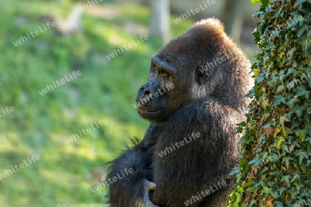 Gorilla Hominidae Portrait hominids 