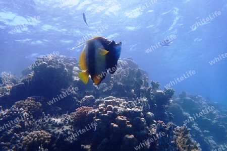 Wimpelfisch, Rotes Meer