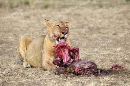 L?we (Panthera leo), L?wenfamilie frisst erbeutetes Gnu, (Connochaetes taurinus),  , Masai Mara, Kenia, Ostafrika, Afrika
