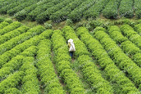 Teeplantage, Vietnam