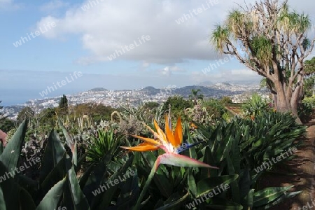 Madeira Landschaft mit Strelizienblüte