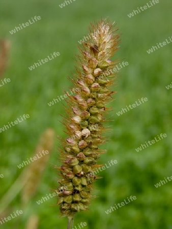 Gras mit Samen P9030687