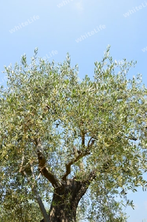 Olivenbaum in Suedfrankreich 3