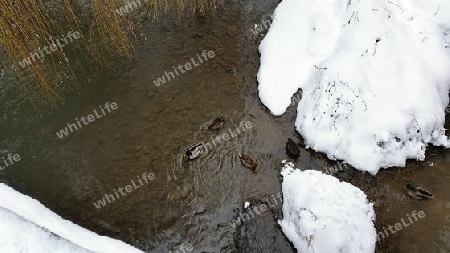 Enten im WInterfluss auf Schneeinsel