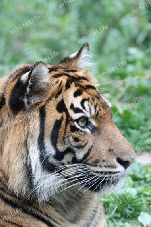 Tiger 013