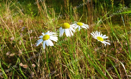 Three daisies on a summer meadow - Drei Margeriten auf einer sommerlichen Wiese