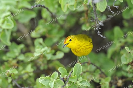 Goldwalds?nger (Dendroica petechia aureola), Altvogel, Maennchen, Insel Espanola, Galapagos, Unesco Welterbe, Ekuador, Suedamerika, Pazifik