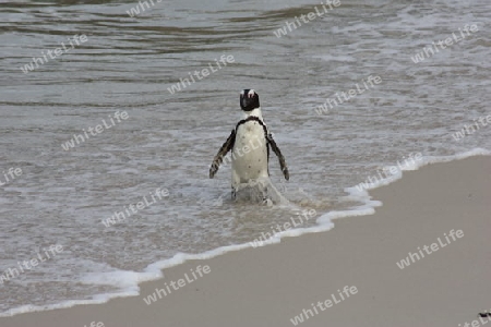 Pinguin Boulders Beach S?dafrika