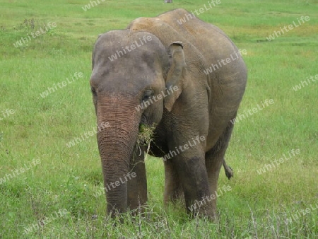 Sri Lanka - Indischer Elefant