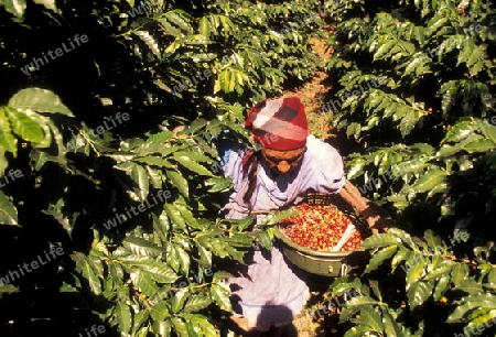 a coffee plantation neat the city of Antigua in Guatemala in central America.   