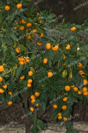 Mandarinenbaum 