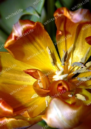 Ge?ffnete Tulpe in gelb bis orangefarben