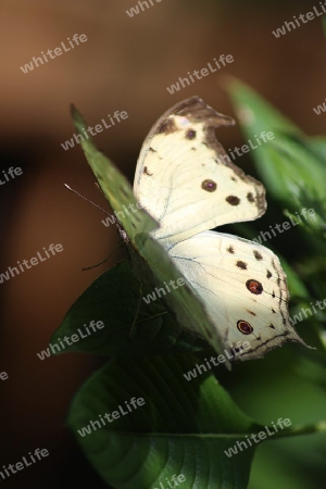 Protogoniomorpha Parhassus /Schmetterling