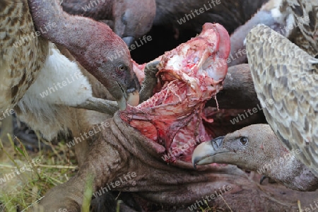 Sperbergeier (Gyps rueppellii) fressen Aas, Masai Mara, Kenia, Afrika