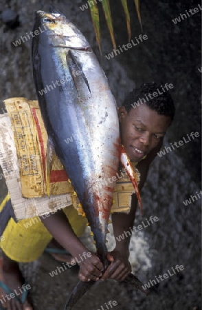 a men with a tuna fish in the city of Moutsamudu on the Island of Anjouan on the Comoros Ilands in the Indian Ocean in Africa.   