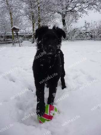 Der schwarze Hund im Schnee