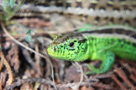 Eidechse, Smaragdeidechse, Green Lizard