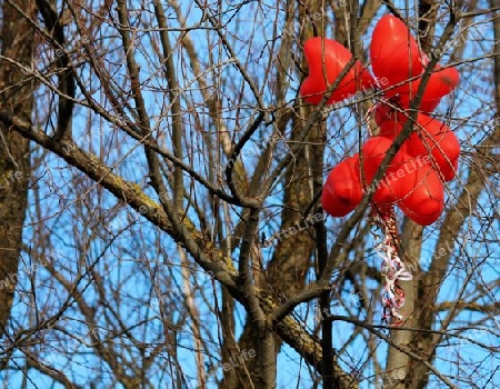 Baumkrone mit Herzluftballons
